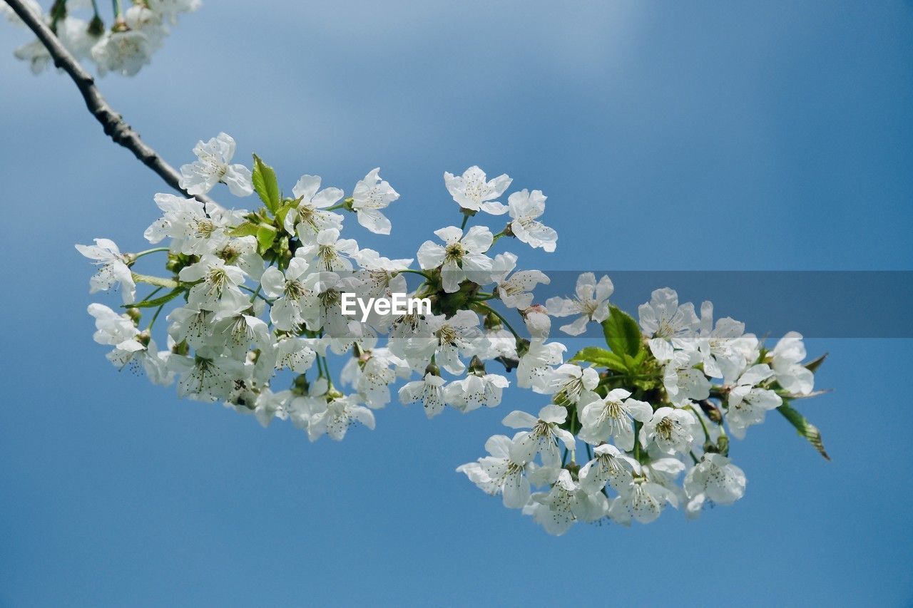 plant, flower, flowering plant, branch, beauty in nature, springtime, blossom, tree, fragility, freshness, growth, nature, sky, spring, blue, white, macro photography, cherry blossom, fruit tree, twig, flower head, no people, inflorescence, clear sky, close-up, produce, outdoors, botany, apple tree, day, petal, apple blossom, low angle view, cherry tree, almond tree, sunny, tranquility, focus on foreground