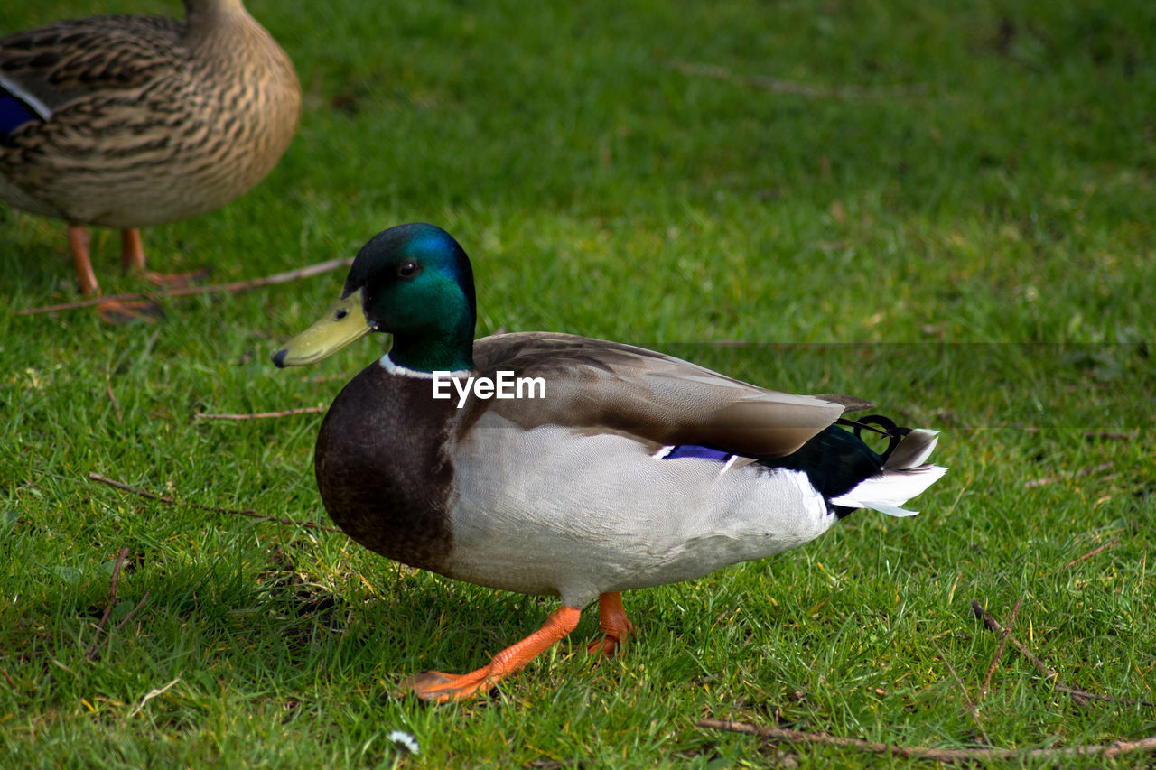 Duck on grassy field