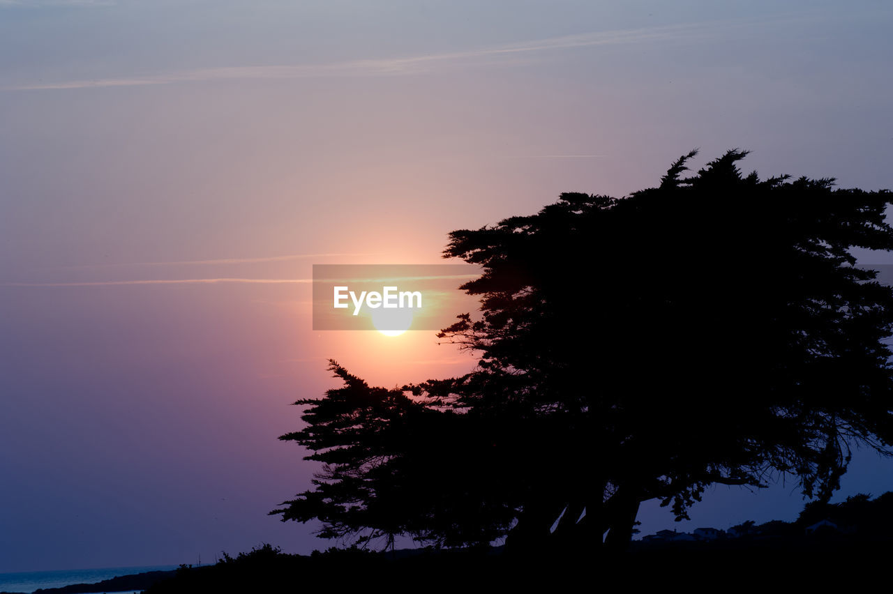 Silhouette tree against sky during sunset