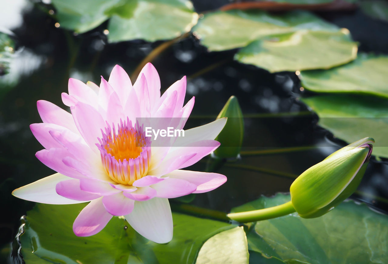 CLOSE-UP OF PINK WATER LILY