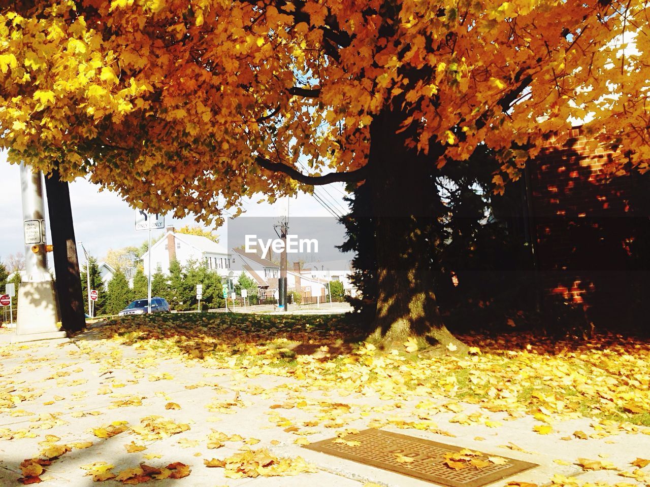 Autumn tree on field in city during sunny day