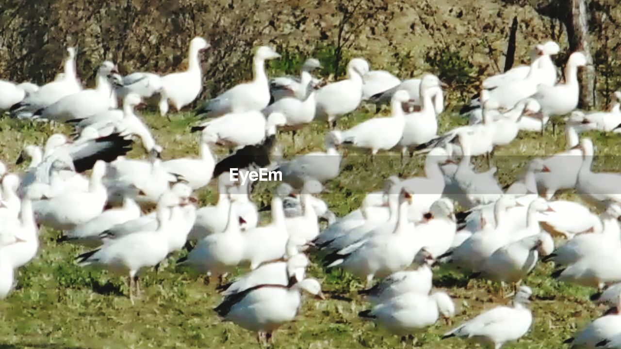 WHITE BIRDS ON FIELD