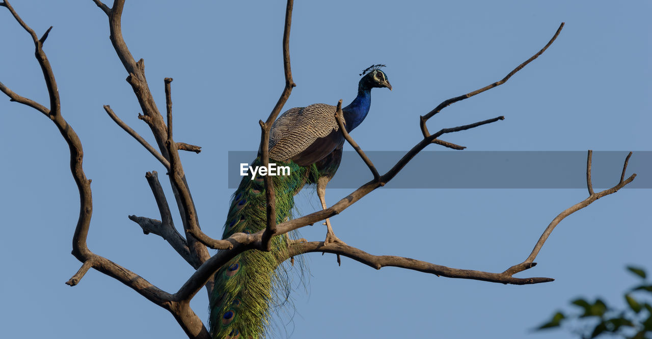 animal wildlife, animal, animal themes, wildlife, bird, tree, branch, perching, plant, nature, sky, one animal, no people, clear sky, blue, bare tree, low angle view, outdoors, beauty in nature, day, bird of prey