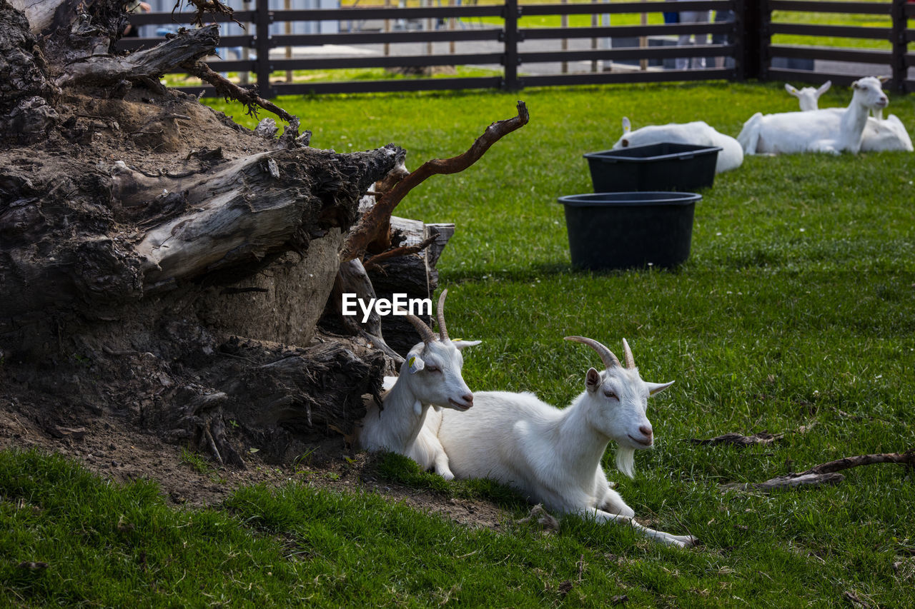 White goats in a field