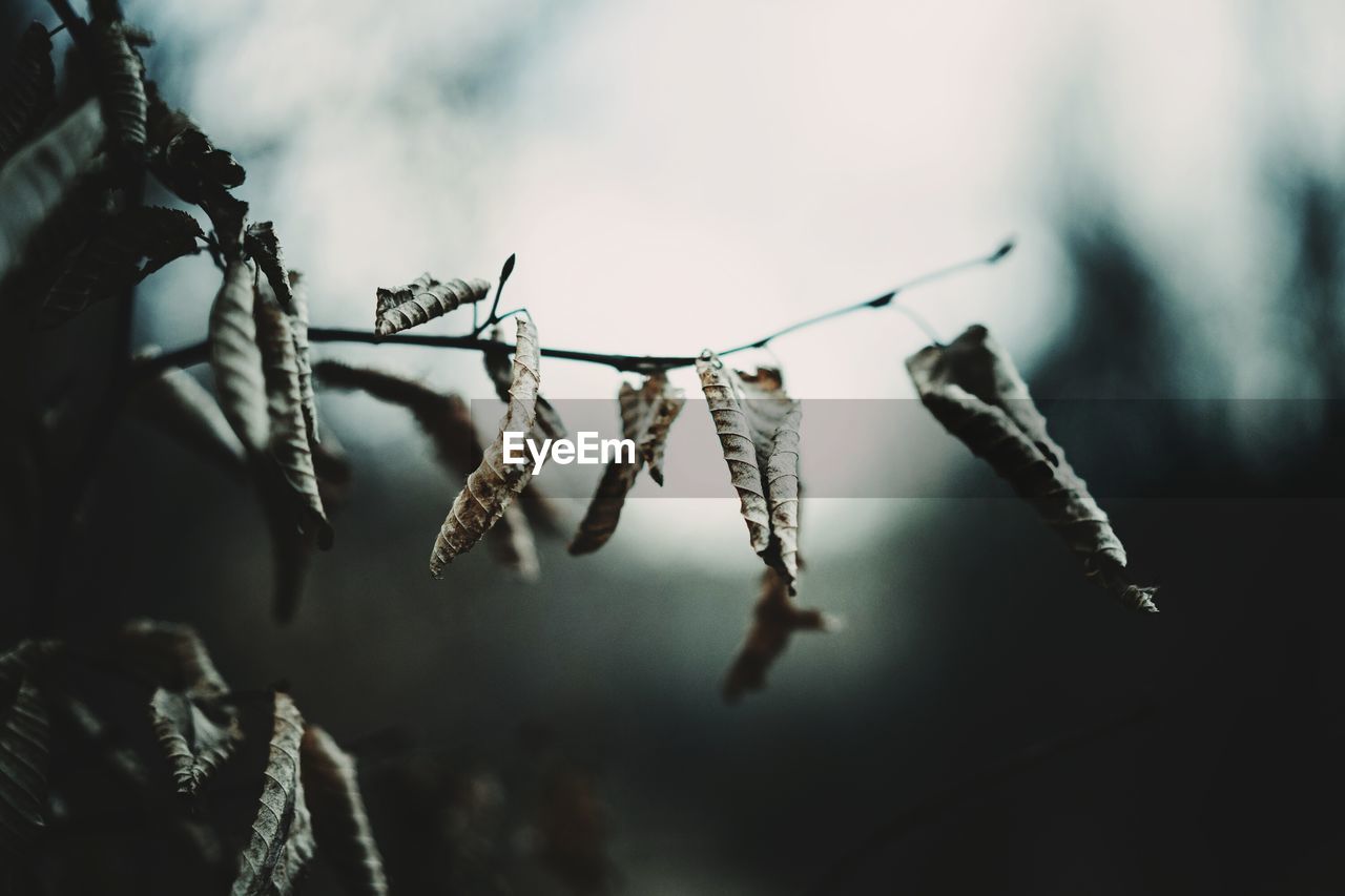 Close-up of branch against sky