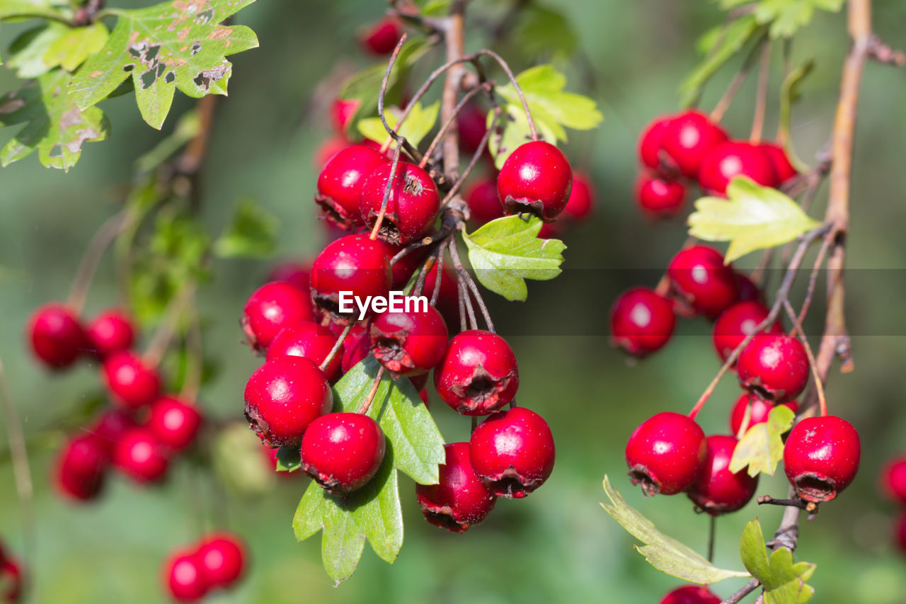 CLOSE-UP OF RED CHERRIES GROWING ON TREE