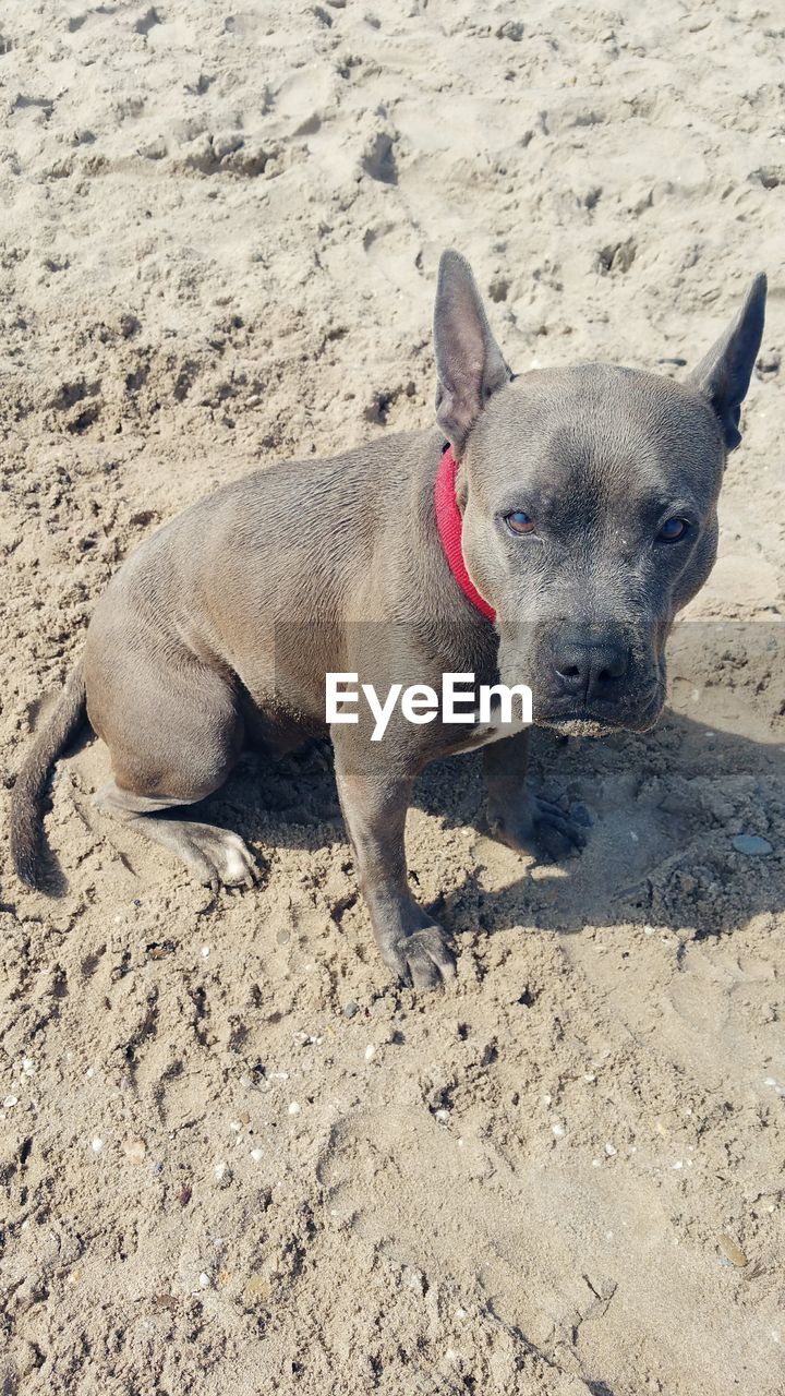 DOG AT BEACH