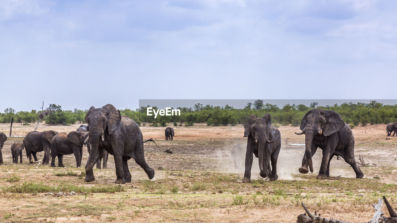 Elephant family in forest against sky