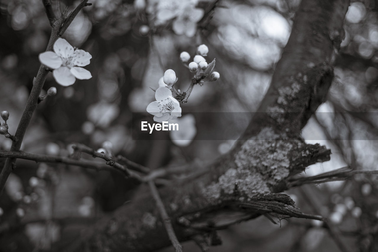plant, tree, branch, black and white, nature, beauty in nature, flower, flowering plant, monochrome photography, leaf, monochrome, white, growth, spring, springtime, fragility, blossom, freshness, no people, outdoors, close-up, macro photography, sunlight, focus on foreground, tranquility, black, winter, environment, land, selective focus, day, plant part, forest, flower head, botany, petal