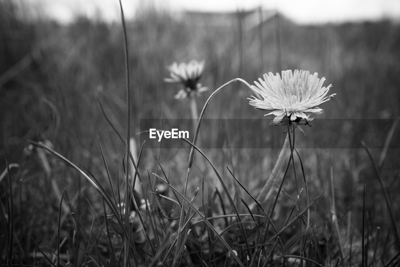 Close-up of flowers blooming on field