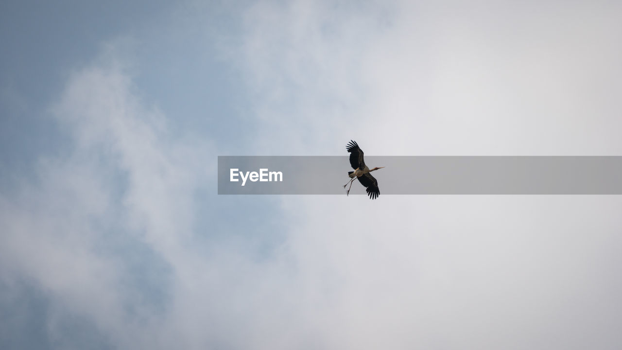 LOW ANGLE VIEW OF A BIRD FLYING
