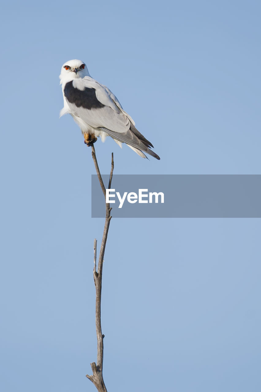 Bird perching on stick against clear sky