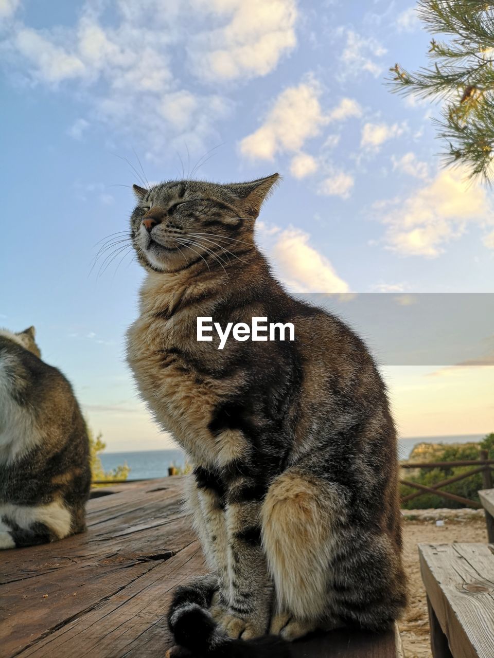 CAT SITTING ON A WOOD