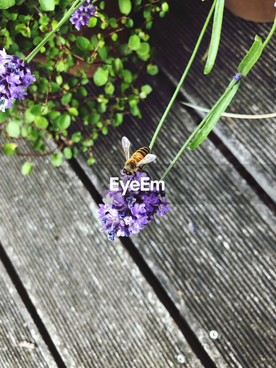 BEE POLLINATING FLOWER
