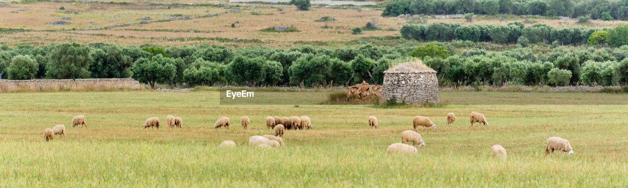 Lamie trullo and sheeps in the countryside of salento italy