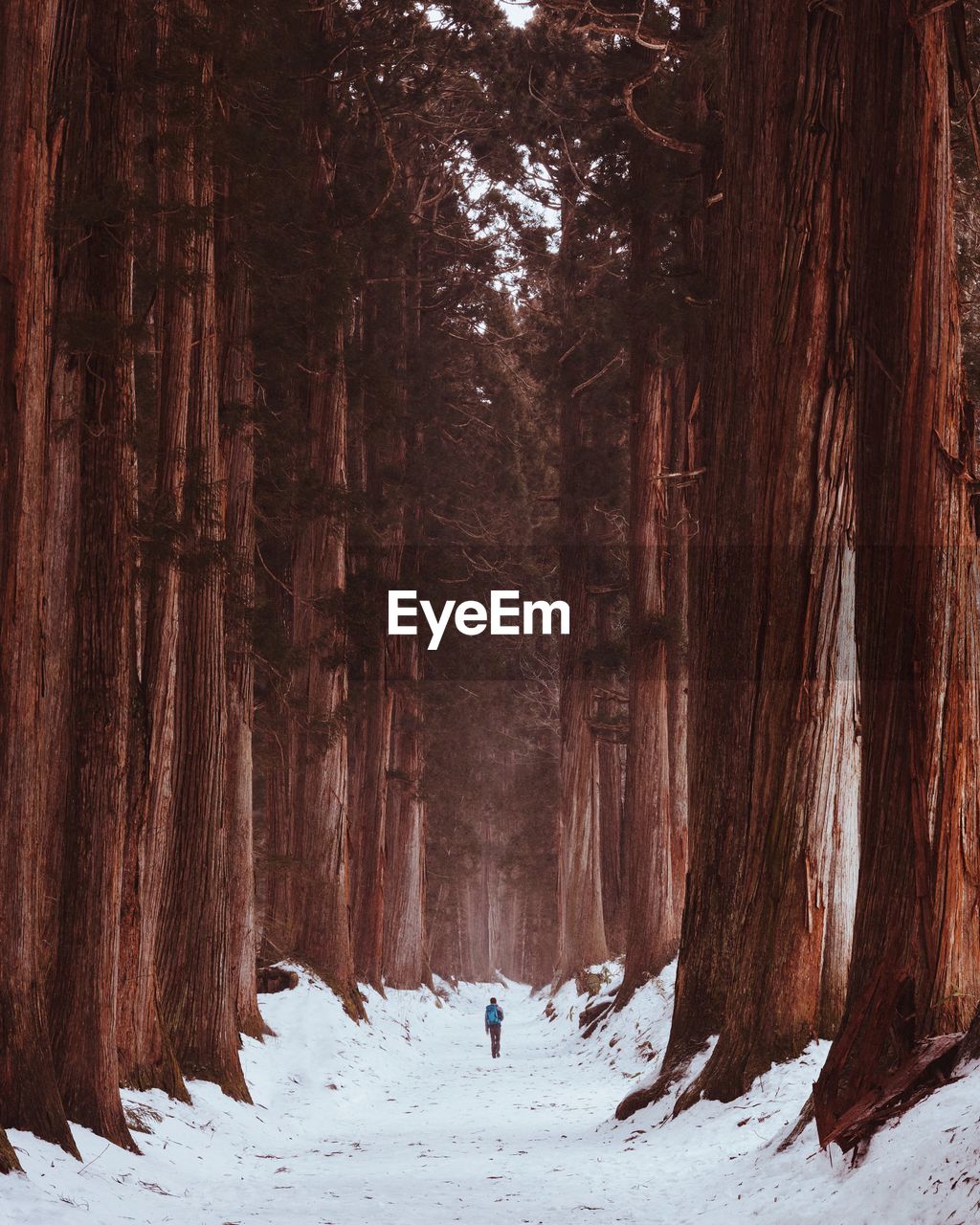 Trees on snow covered land during winter