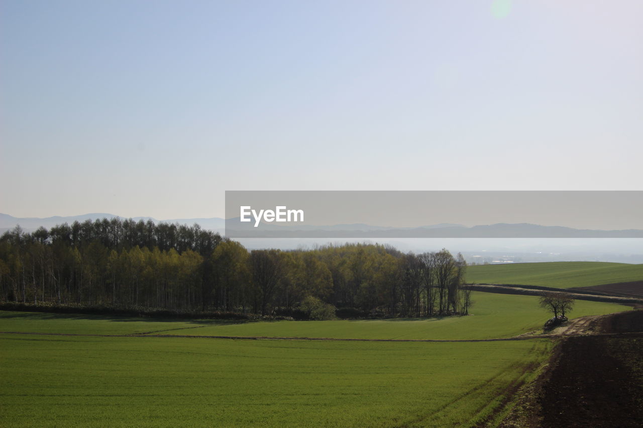 SCENIC VIEW OF GRASSY FIELD AGAINST CLEAR SKY