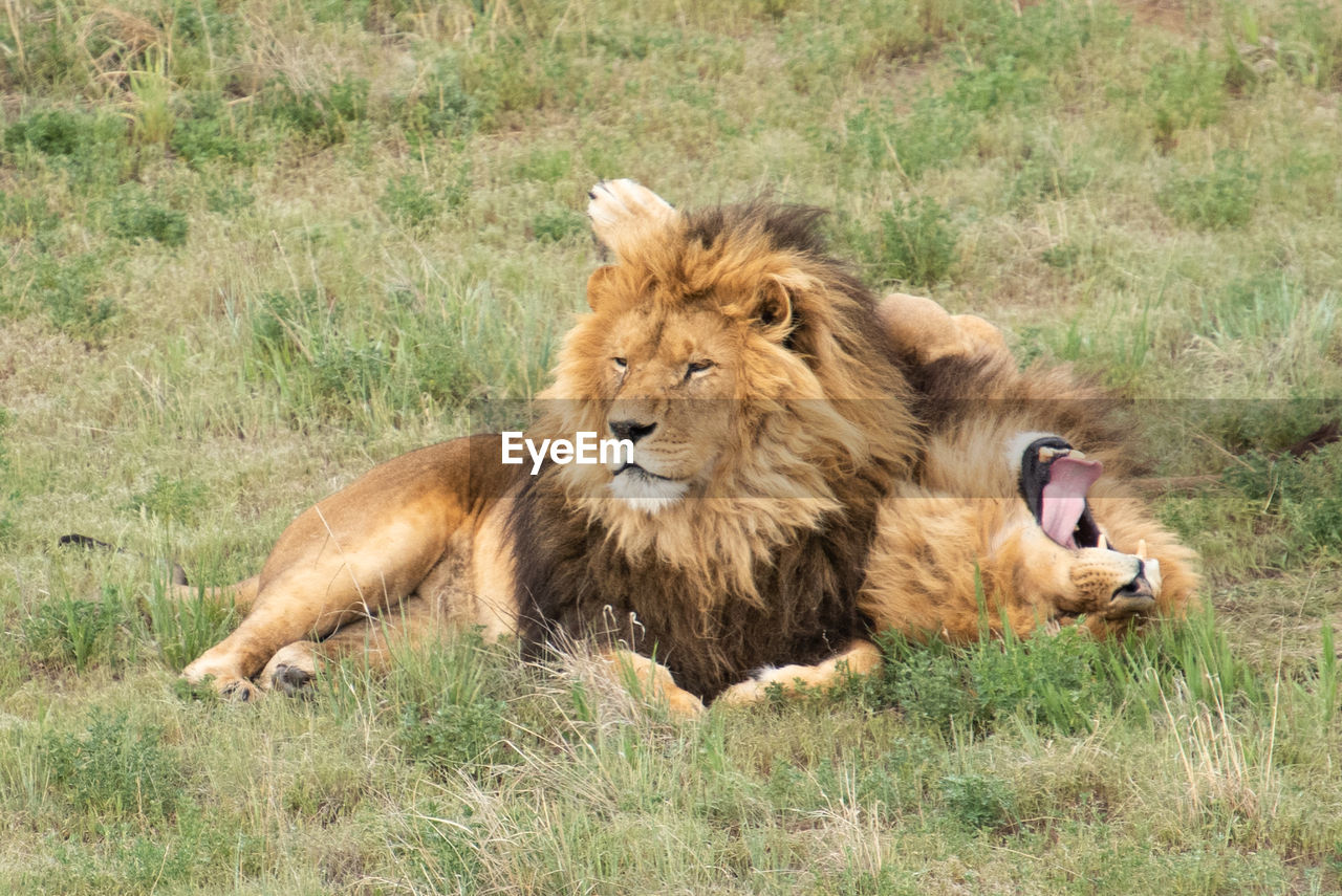 LION RELAXING ON A LAND
