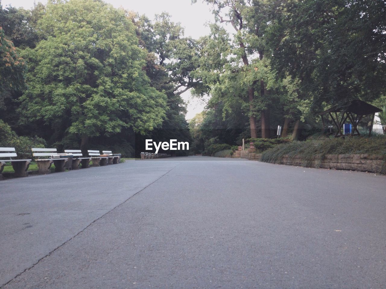 SURFACE LEVEL OF EMPTY ROAD ALONG TREES
