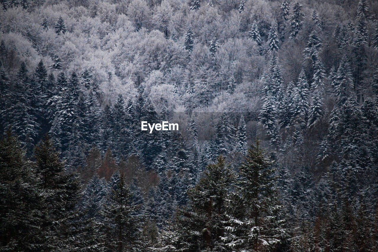 View of pine trees in forest during winter