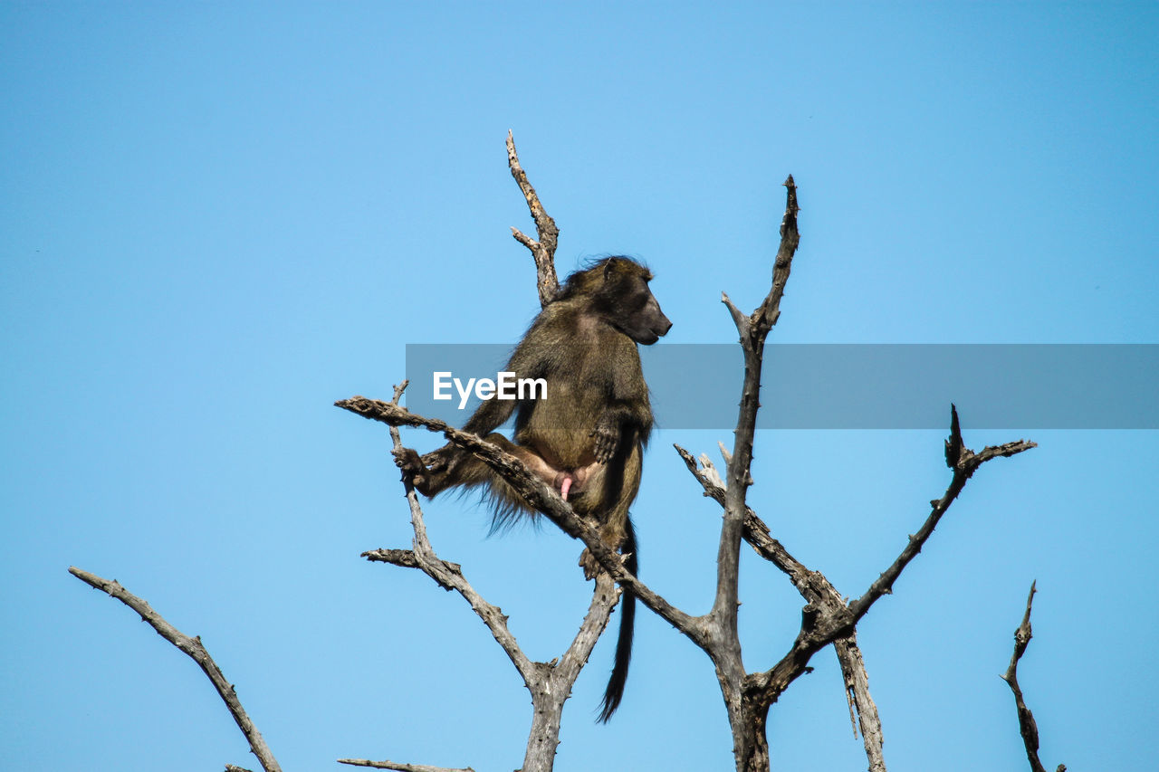 LOW ANGLE VIEW OF MONKEY ON TREE AGAINST CLEAR SKY