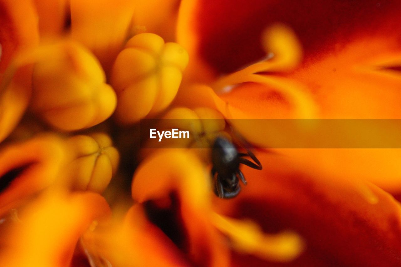 EXTREME CLOSE-UP OF BEE ON FLOWER