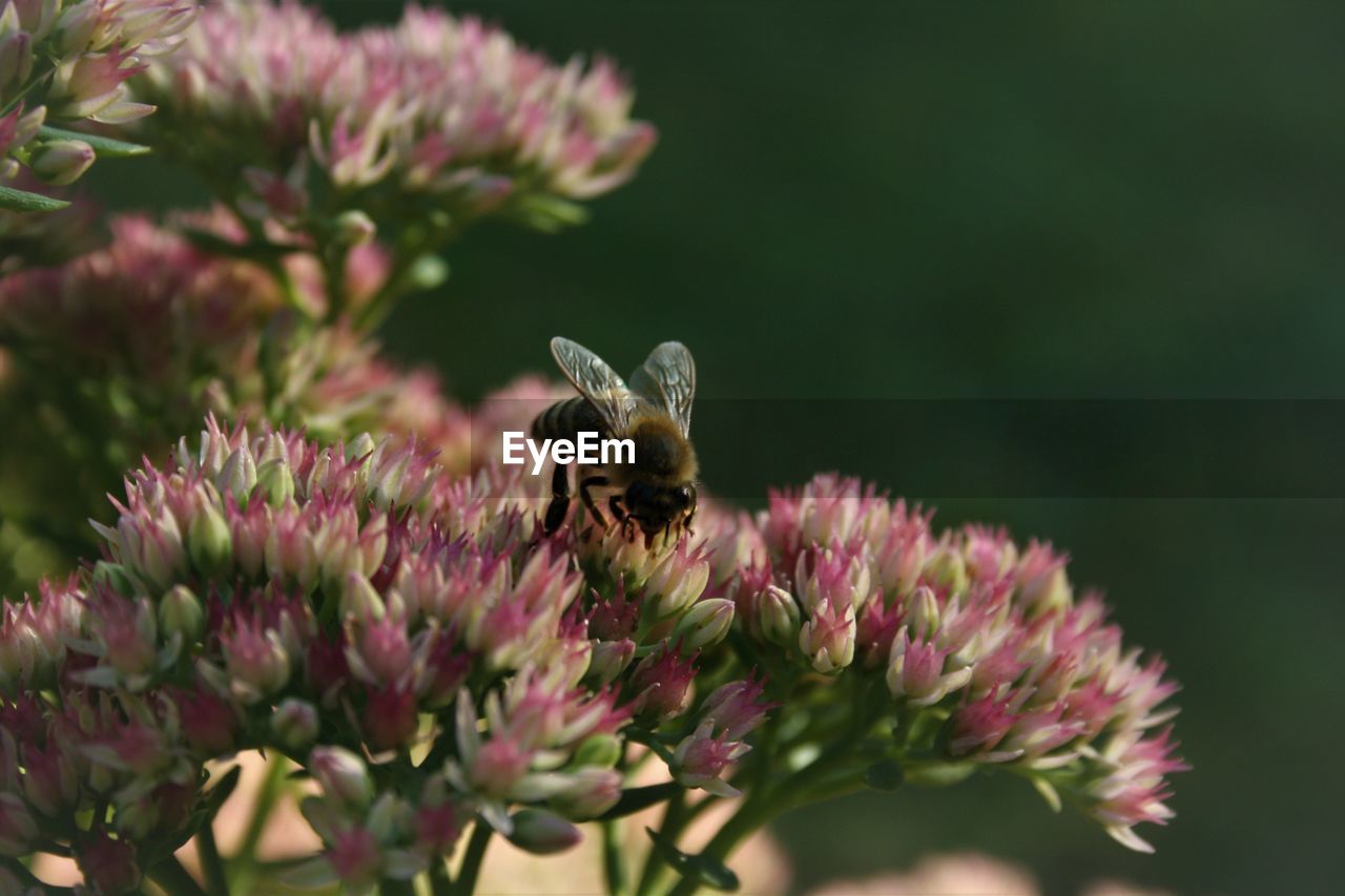 CLOSE-UP OF BEE POLLINATING ON FLOWER