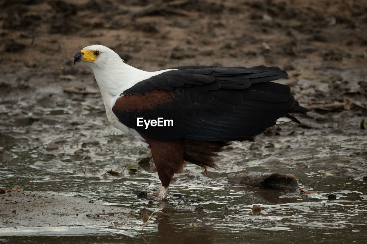 African fish eagle stands in muddy shallows