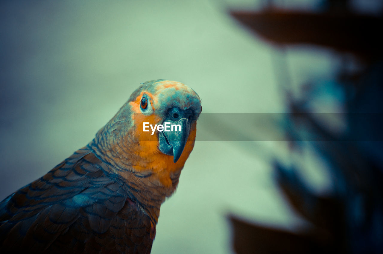 Close-up of blue parrot perching on wood