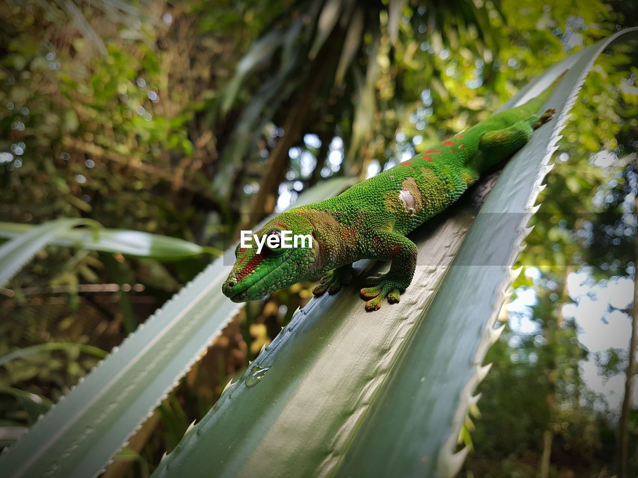 Close-up of a lizard