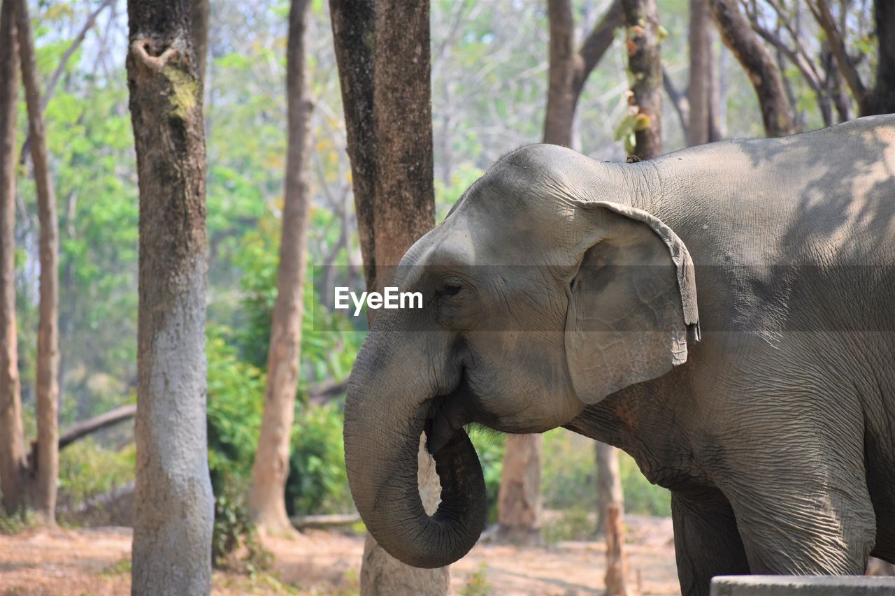 Elephant valley in chiang rai, thailand 