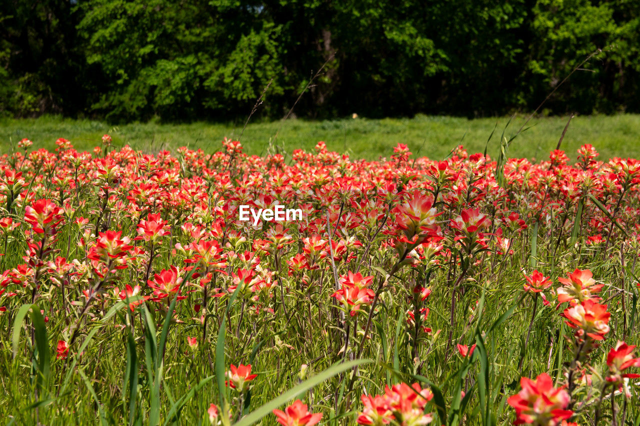 plant, flower, flowering plant, growth, beauty in nature, freshness, nature, red, land, field, meadow, fragility, green, no people, grassland, day, prairie, grass, poppy, tranquility, tree, landscape, outdoors, petal, flowerbed, wildflower, lawn, natural environment, inflorescence, environment, flower head, botany, sunlight, tranquil scene, close-up, scenics - nature