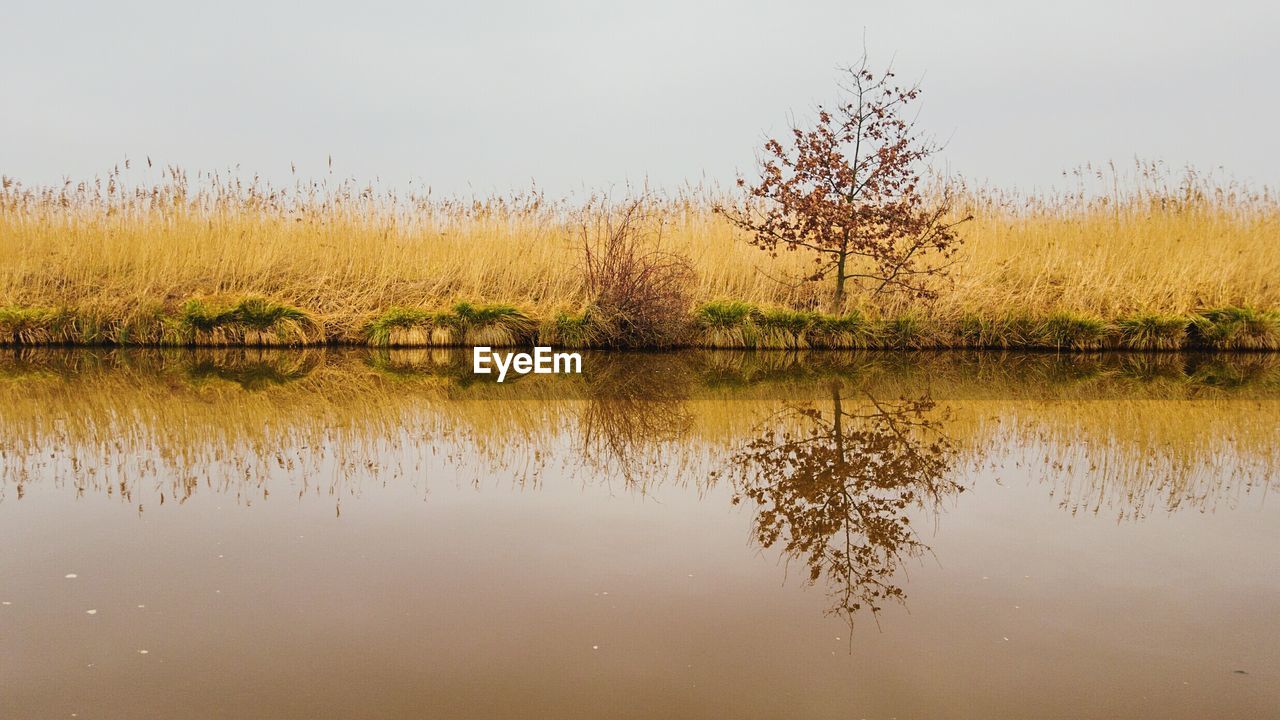 Reflection of plants in calm lake