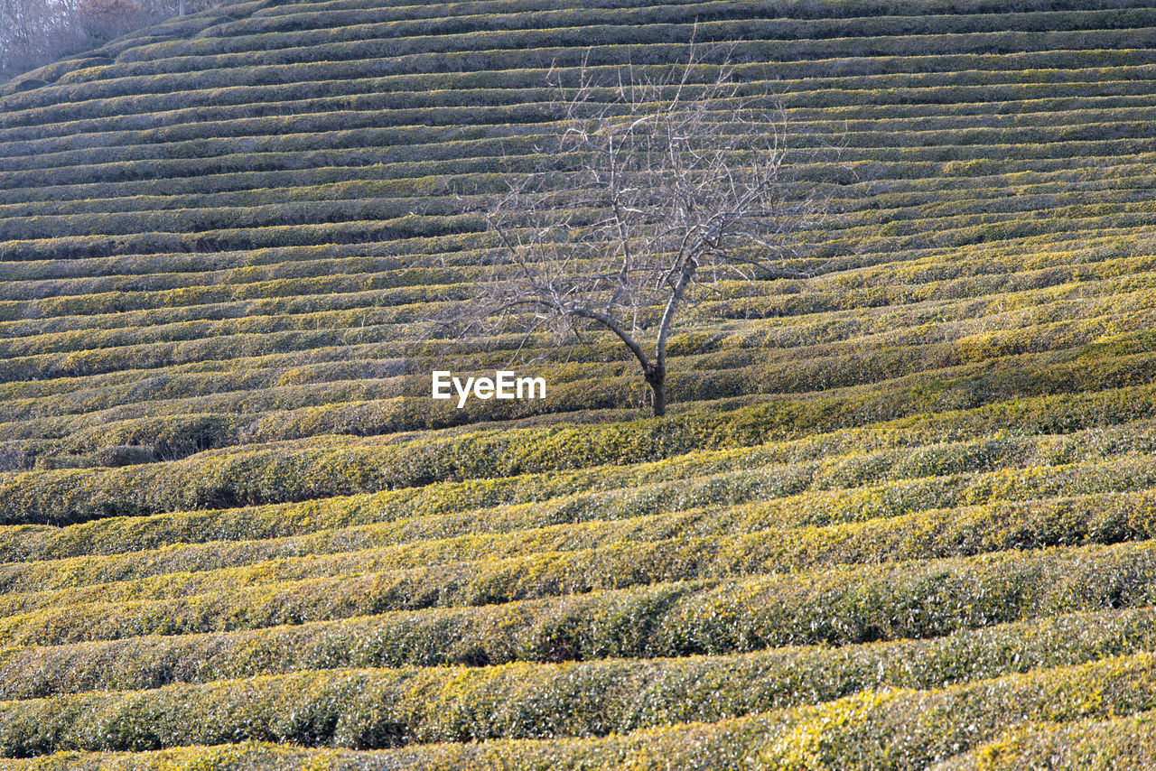 Low angle view of green tea field