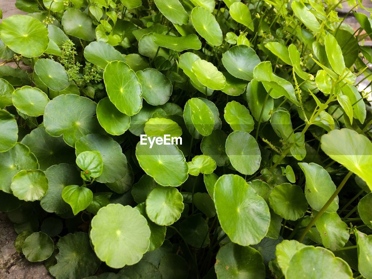 Full frame shot of green leaves