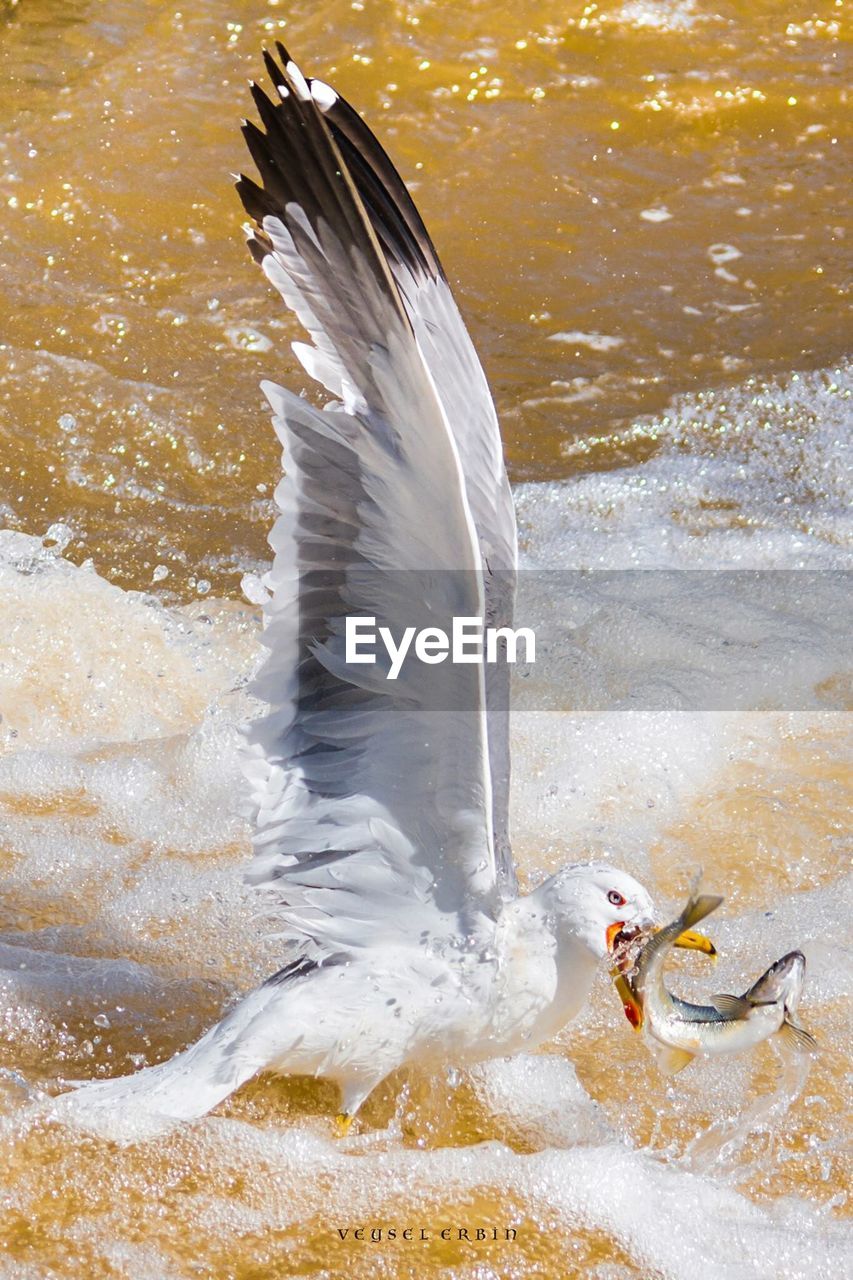 Seagull with fish in beak at sea shore