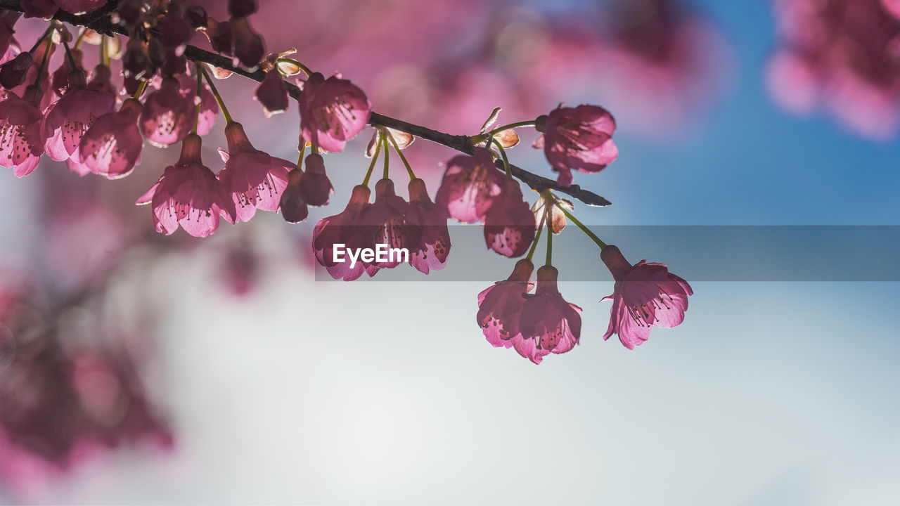 Low angle view of cherry blossom against sky