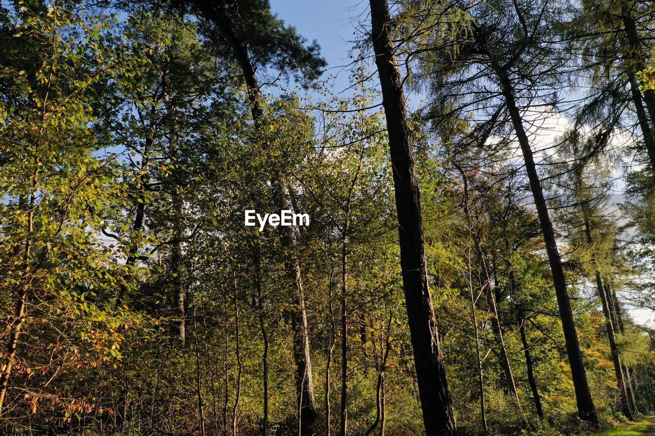 LOW ANGLE VIEW OF TREES IN FOREST AGAINST SKY DURING AUTUMN