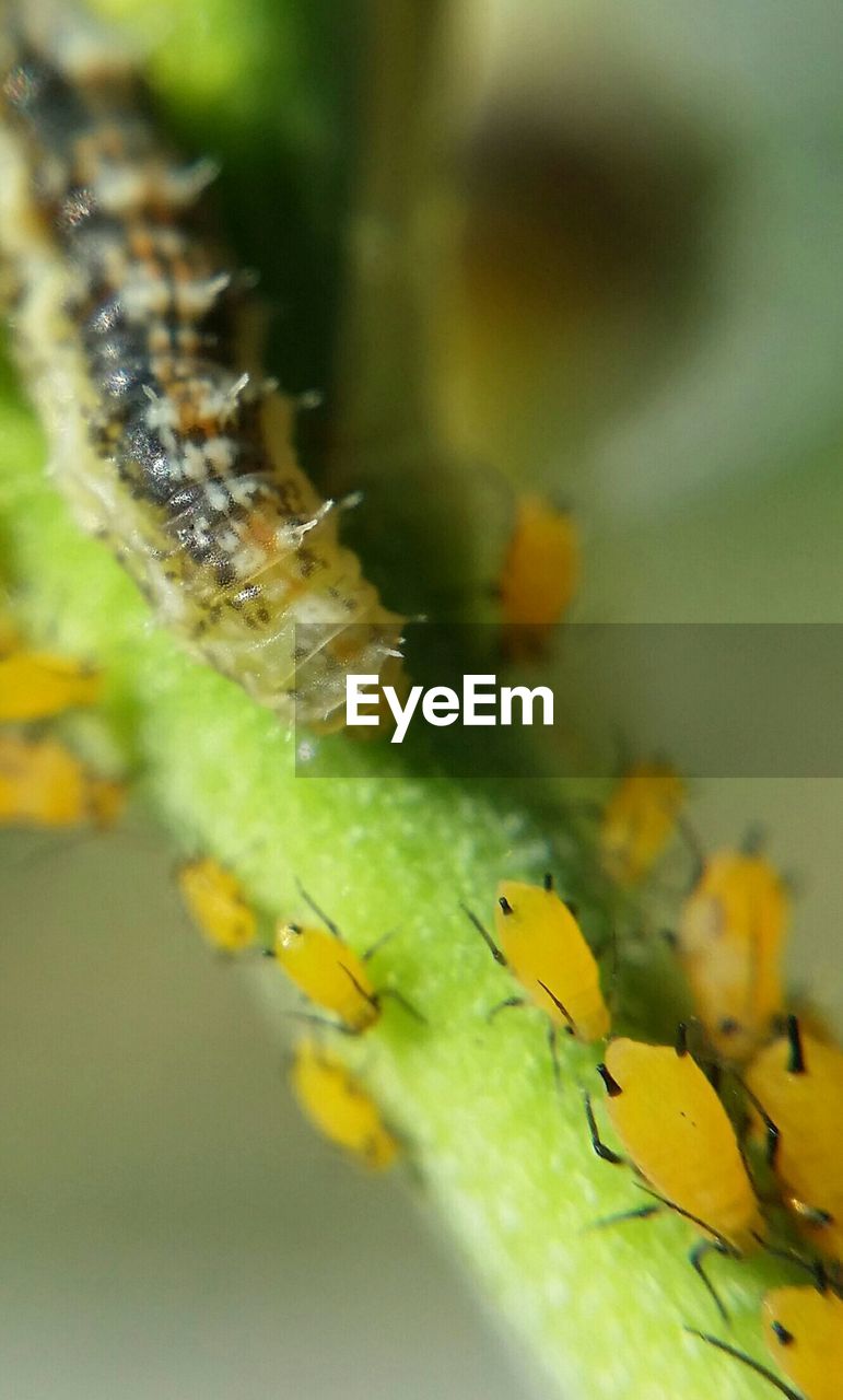 Close-up of aphis nerii and caterpillar