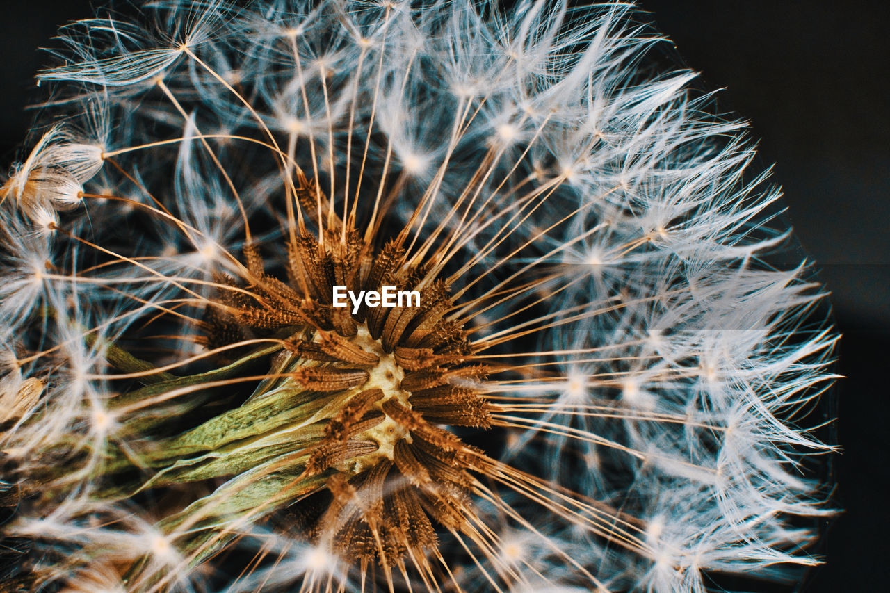 CLOSE-UP OF WILTED DANDELION AGAINST BLUE SKY