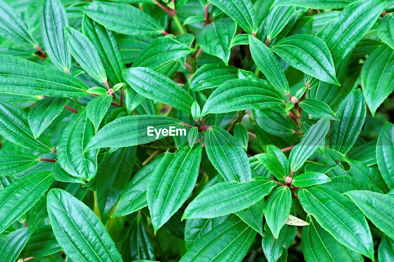 Full frame shot of green plant