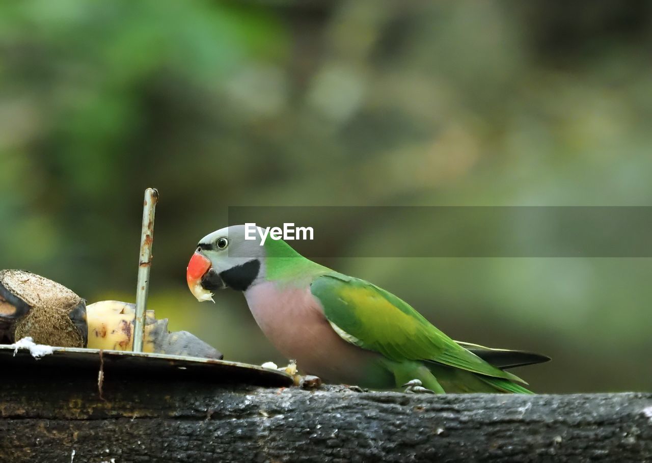 bird, animal themes, animal, animal wildlife, beak, green, wildlife, parrot, pet, nature, parakeet, perching, no people, one animal, full length, food, focus on foreground, eating, outdoors, close-up, multi colored, food and drink, tree, tropical bird, beauty in nature, branch, environment, wing, day, forest