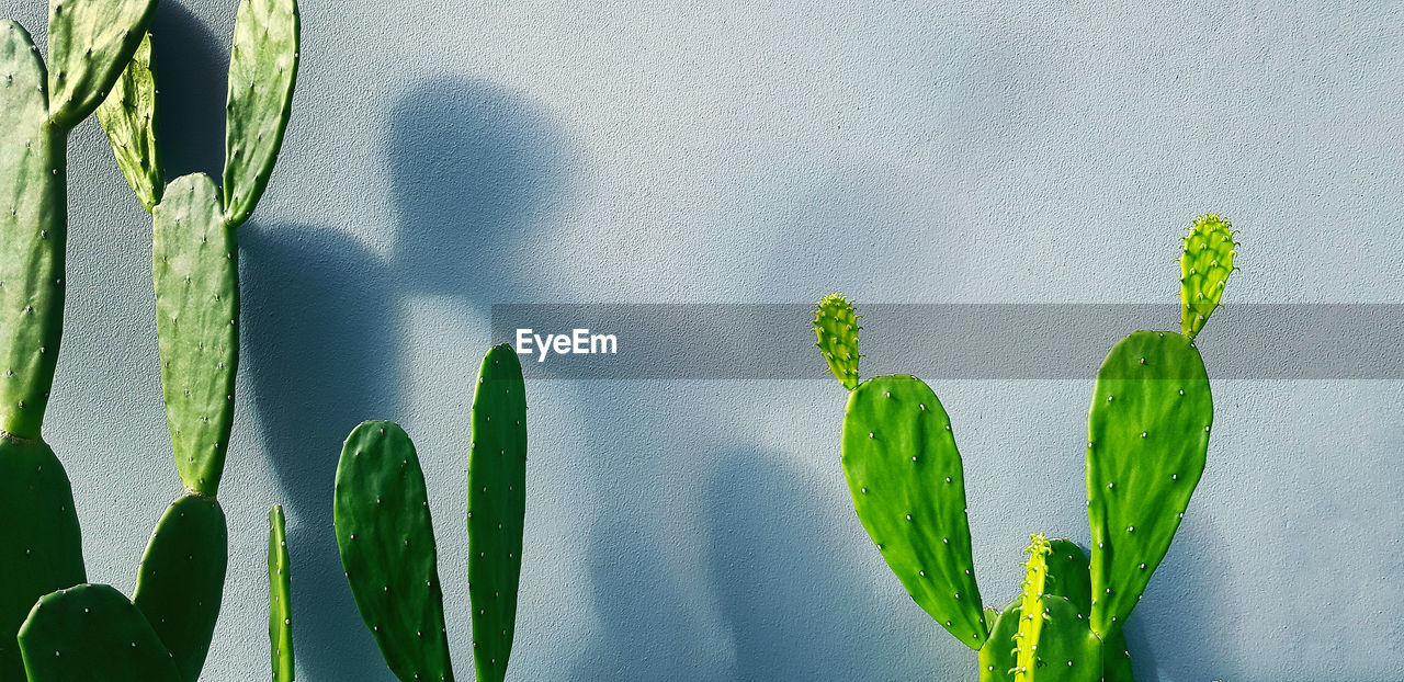 Beautiful cactus with sunlight in the morning