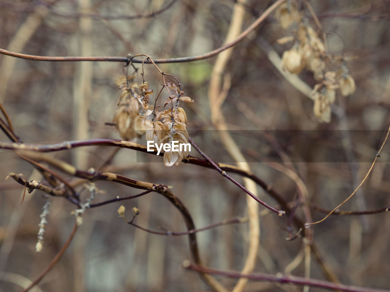 CLOSE-UP OF FLOWER ON TREE BRANCH