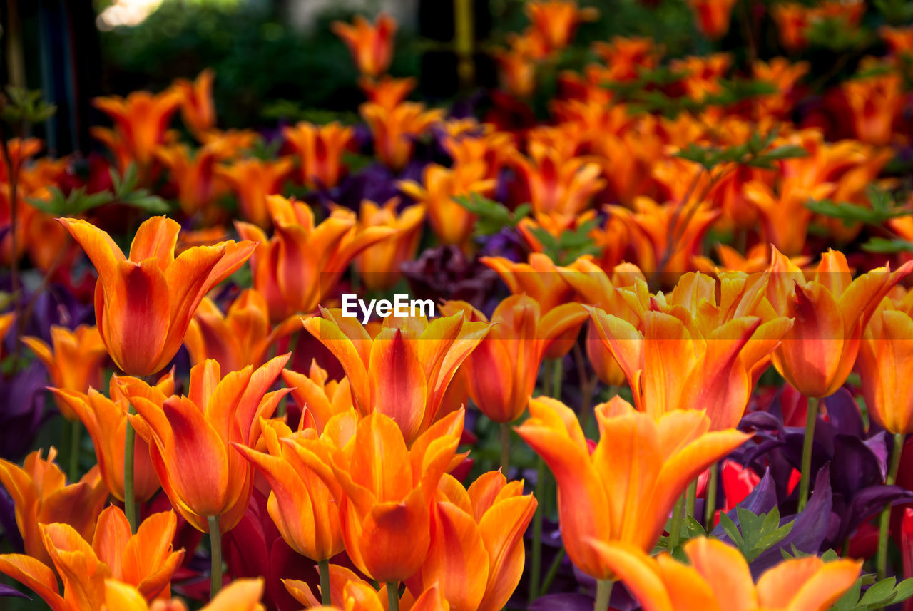 Close-up of orange flowering plants