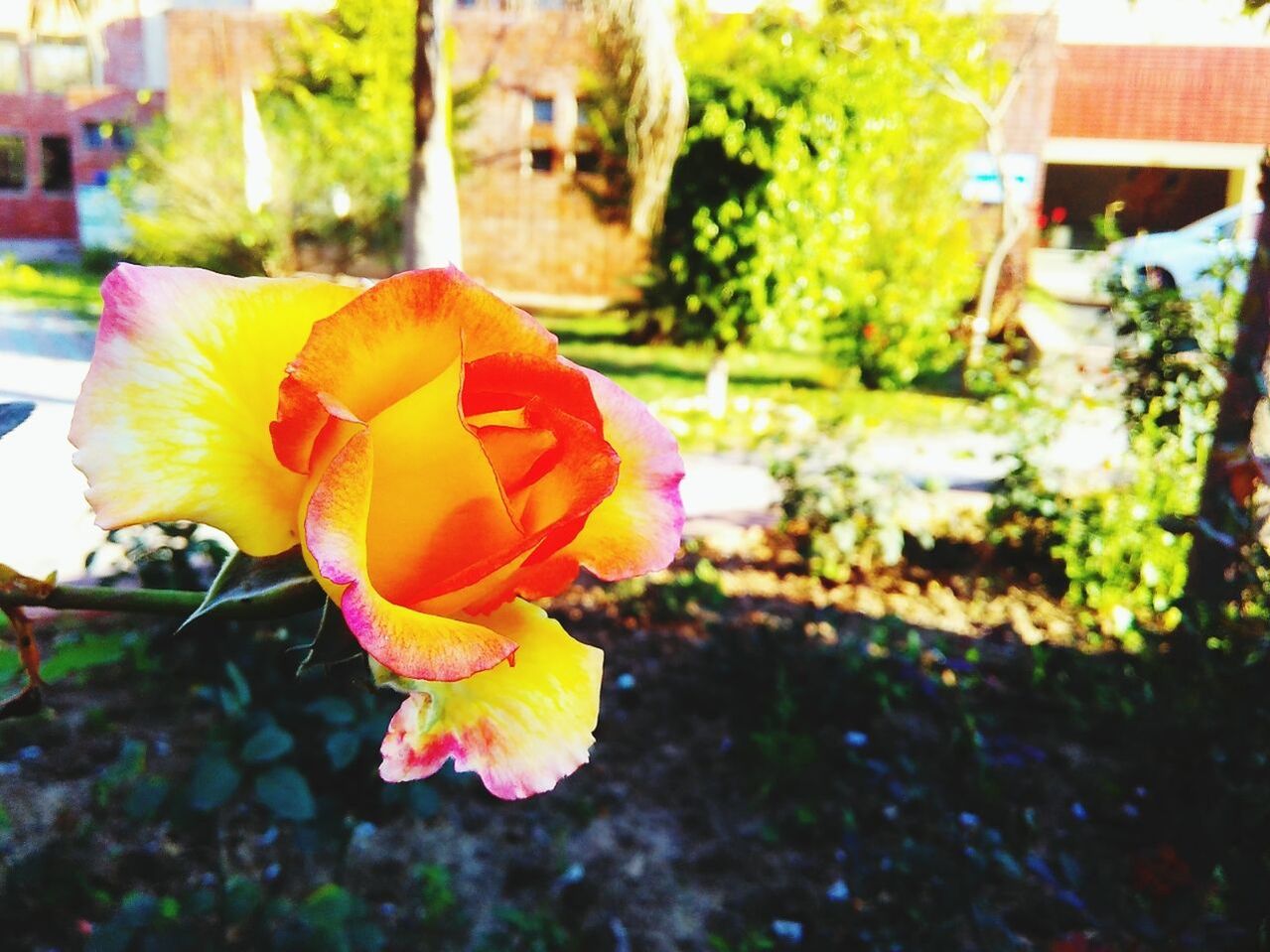 CLOSE-UP OF FLOWER