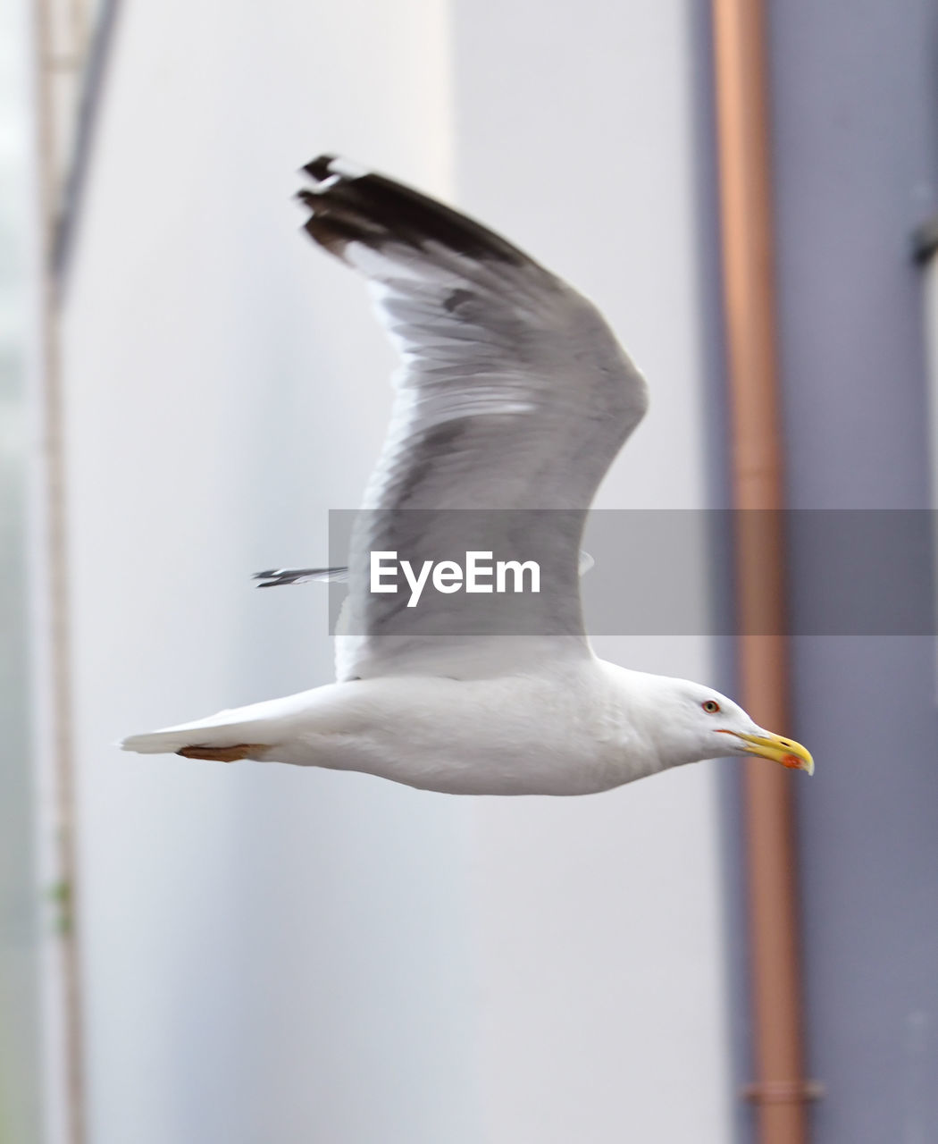 bird, animal themes, animal, animal wildlife, wildlife, one animal, flying, gull, beak, spread wings, seagull, no people, animal body part, seabird, focus on foreground, day, european herring gull, white, nature, outdoors, full length, wing