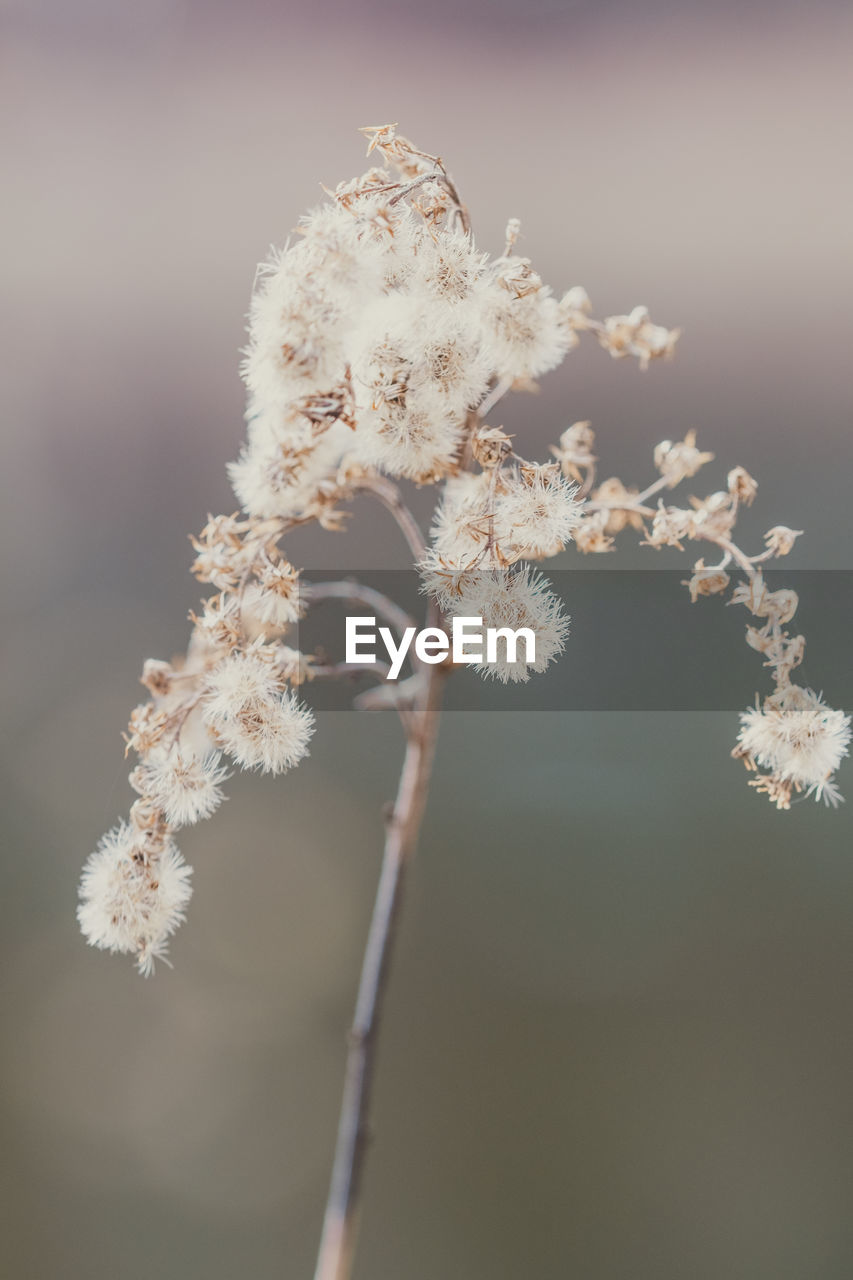 Close-up of white flowering plant against sky