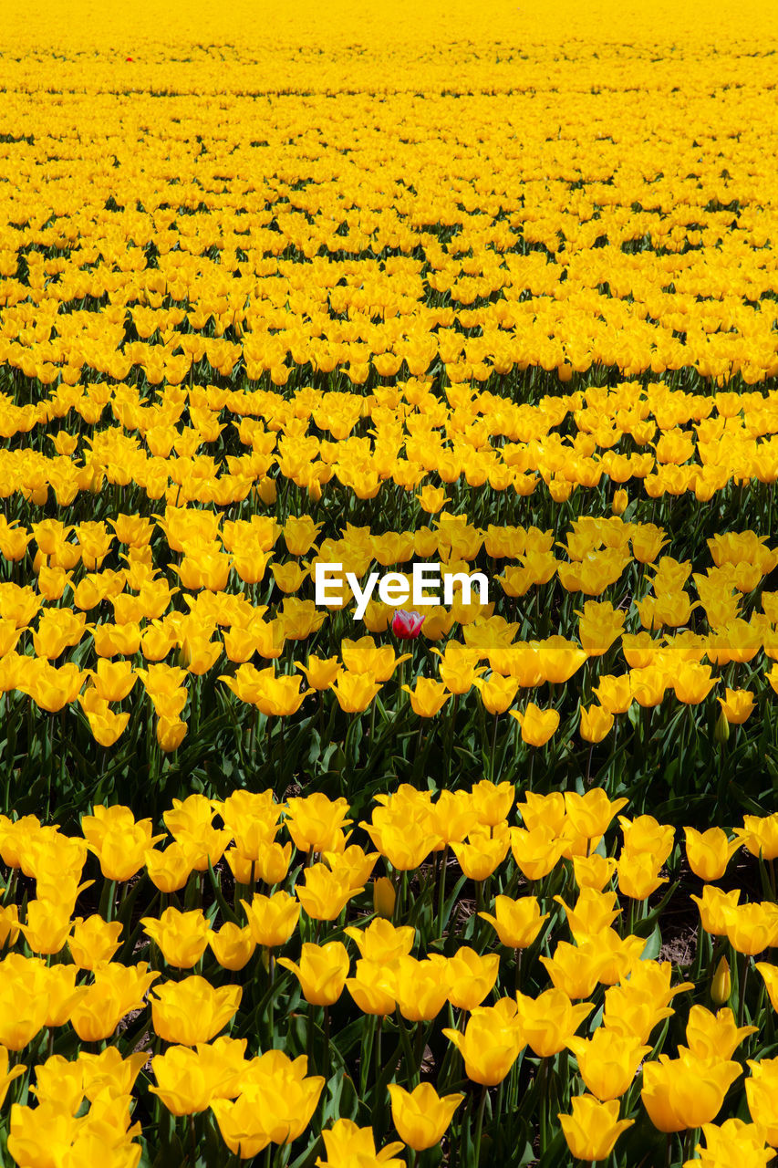 Scenic view of yellow flowers on field