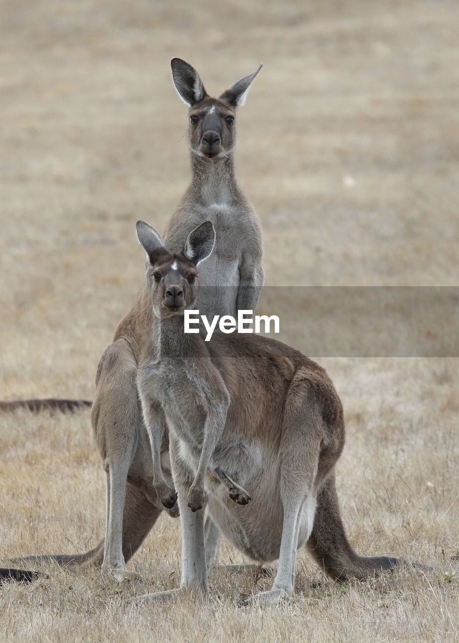 Western grey kangaroo, macropus fuliginosus,  photo was taken in western australia